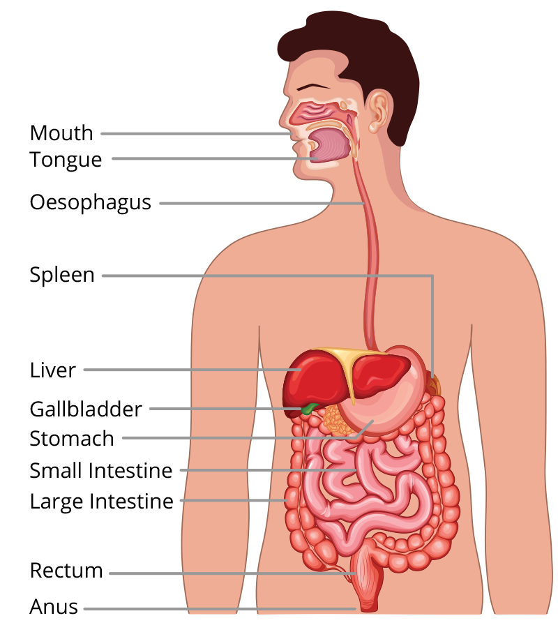 bowel digestive system diagram