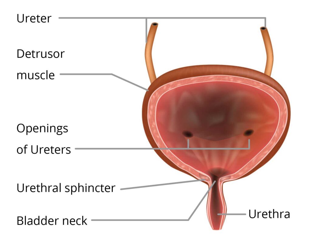 Your Bladder - SCI Health Maintenance Tool