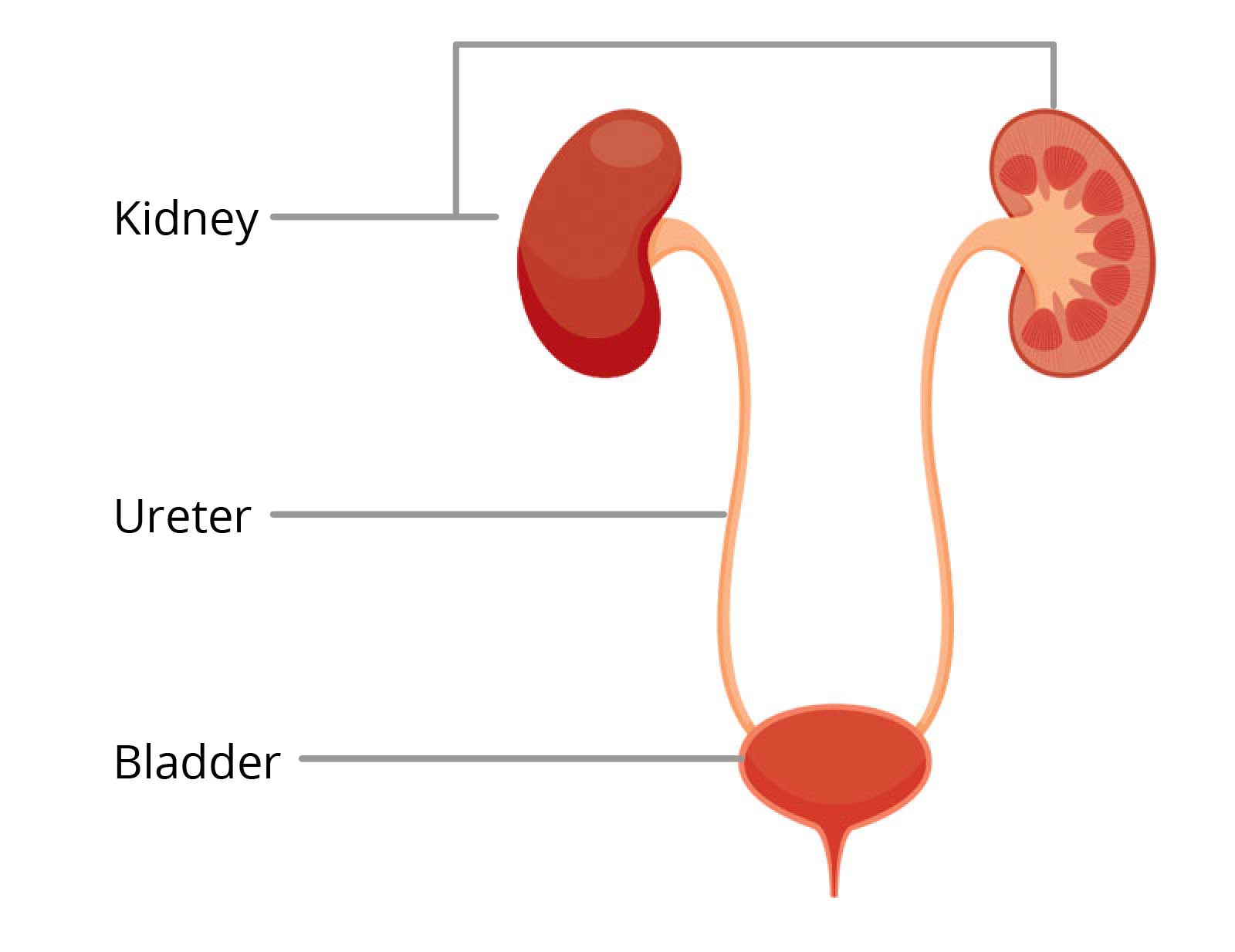 Your Bladder - SCI Health Maintenance Tool